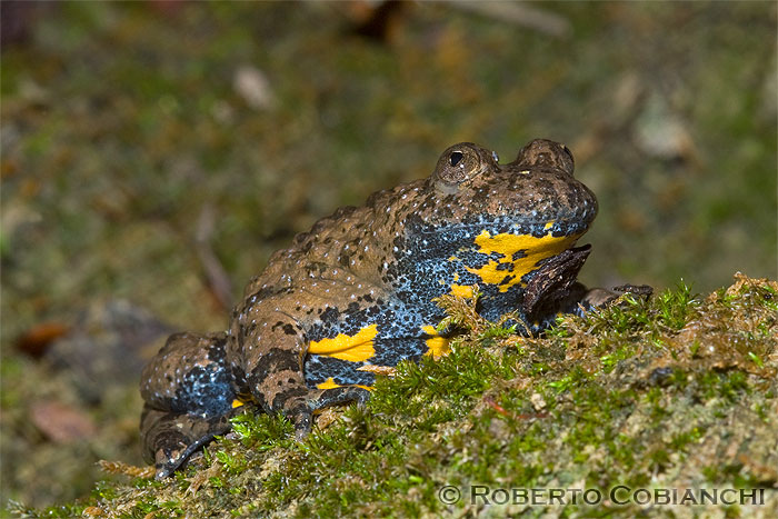 Ululone appenninico Bombina pachypus